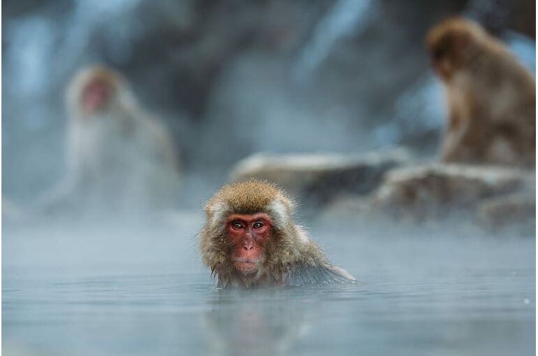 monkey-water-primate-animal