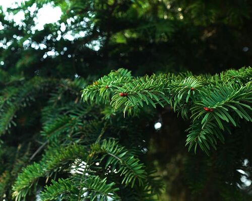 中国-jiangsu-wuxi-other-none-cedar