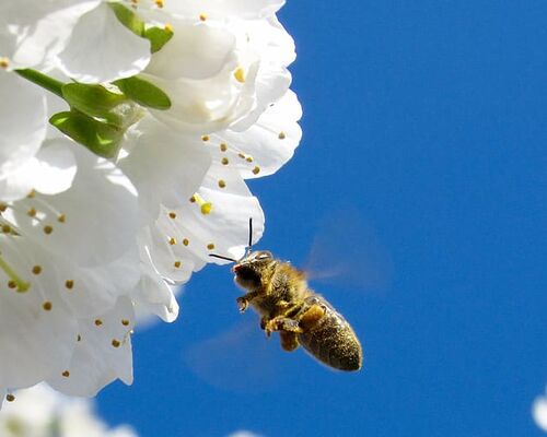 bee-blossoms-close-up-flowers