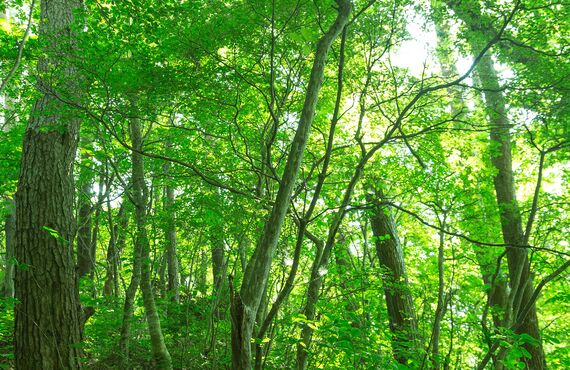 皮膚のお悩みは町田の漢方薬局にご相談ください